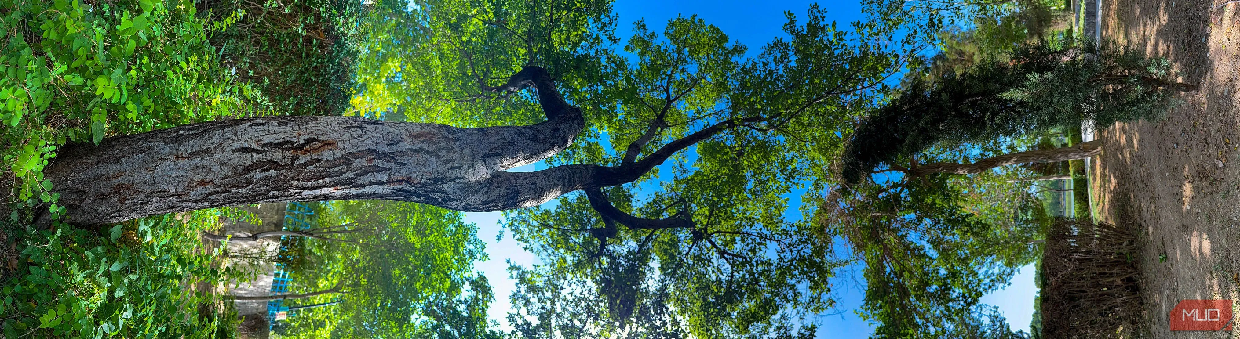 Cách chỉnh sửa ảnh panorama - Bức ảnh panorama dọc của cây được xoay ngang tạo hiệu ứng nghệ thuật