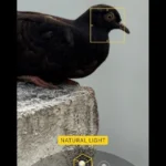 Chế độ Chân dung trên iPhone với Ánh sáng Tự nhiên được chọn