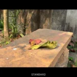 Giao diện ứng dụng Ảnh trên iPhone 16 hiển thị các Kiểu Chụp Ảnh (Photographic Styles) để tùy chỉnh