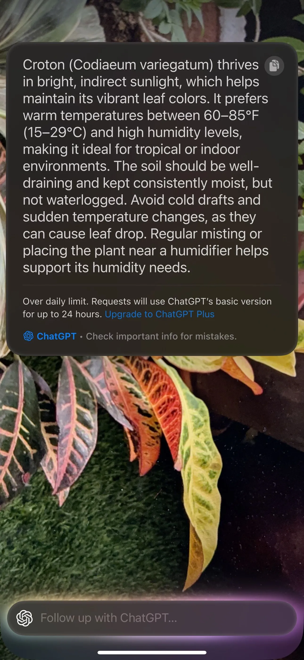 iPhone đang sử dụng Visual Intelligence để xác định giống chó, minh họa khả năng nhận diện động vật của AI.