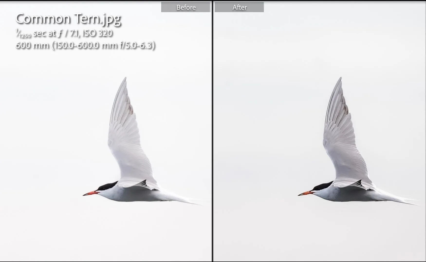So sánh ảnh chim trước và sau khi chỉnh sửa bằng Lightroom theo hướng dẫn của AI