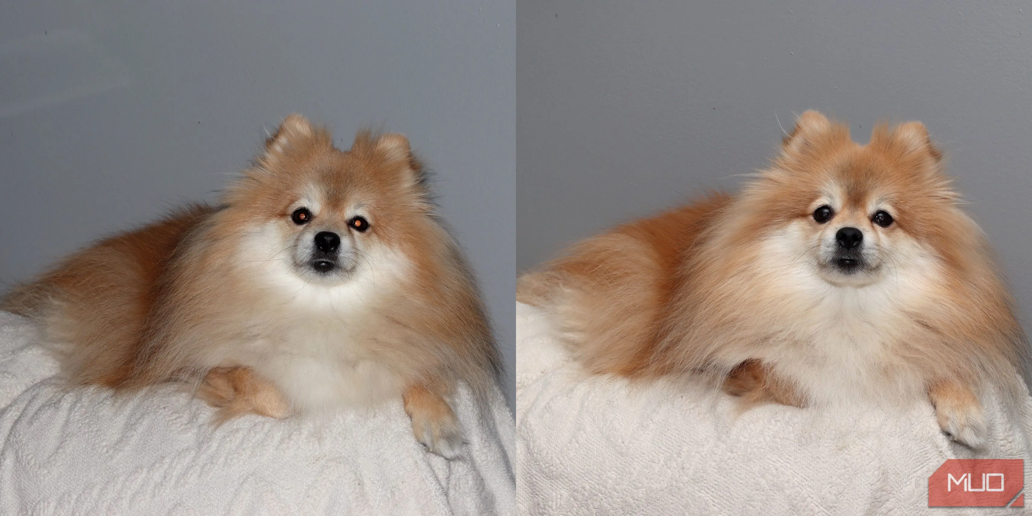 So sánh ảnh chó Pomeranian chụp bằng flash tích hợp (trái) và Godox VING (phải)