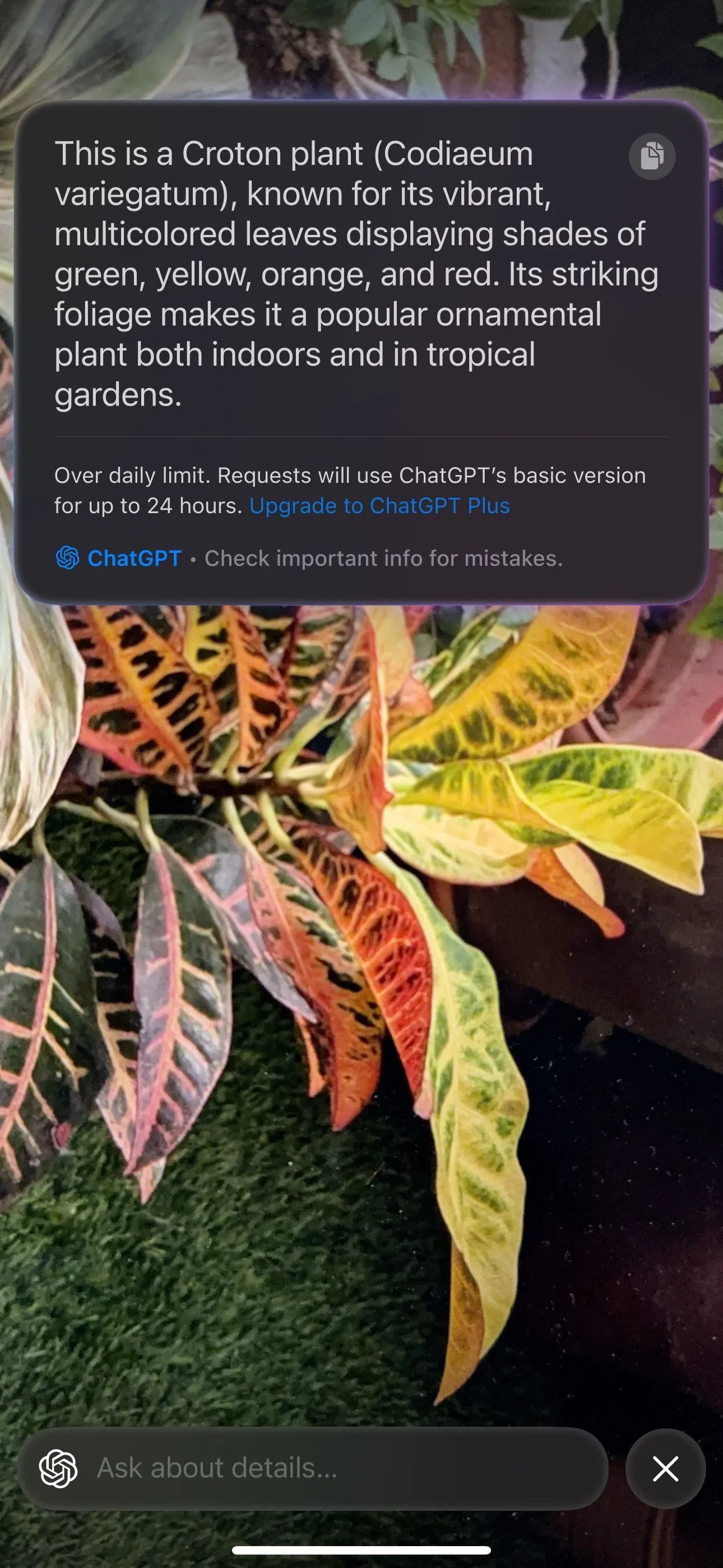 Tính năng Visual Intelligence trên iPhone nhận diện một cây xanh trong vườn, hiển thị thông tin chi tiết về loài thực vật.