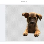 Xóa vật thể không mong muốn khỏi ảnh một cách dễ dàng bằng công cụ AI Magic Eraser của Canva.